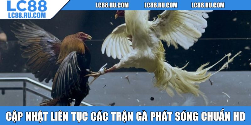 Cập nhật liên tục các trận gà phát sóng chuẩn HD