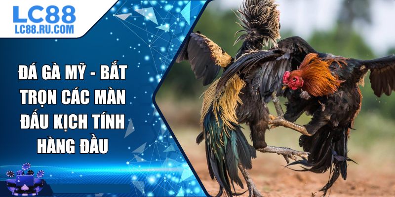 Đá Gà Mỹ - Bắt Trọn Các Màn Đấu Kịch Tính Hàng Đầu