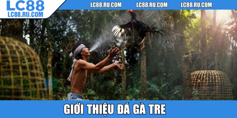 Giới thiệu đá gà tre