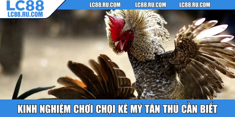 Kinh nghiệm chơi chọi kê Mỹ tân thủ cần biết