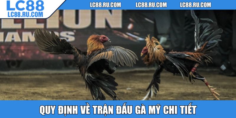 Quy định về trận đấu gà Mỹ chi tiết