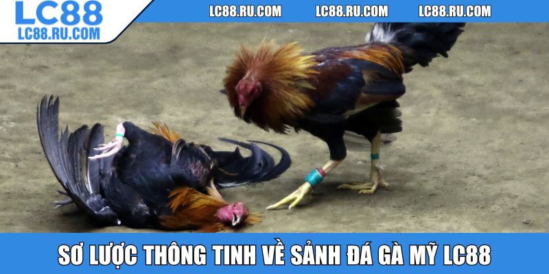 Sơ lược thông tinh về sảnh đá gà Mỹ LC88