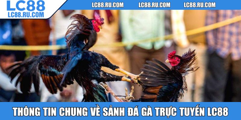 Thông tin chung về sảnh đá gà trực tuyến LC88